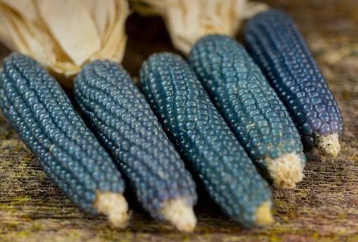 Blue Miniature Popcorn Corn 25 Seeds Vegetable Herb Garden Seed Packs for Sale