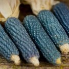 Blue Miniature Popcorn Corn 25 Seeds Vegetable Herb Garden Seed Packs for Sale