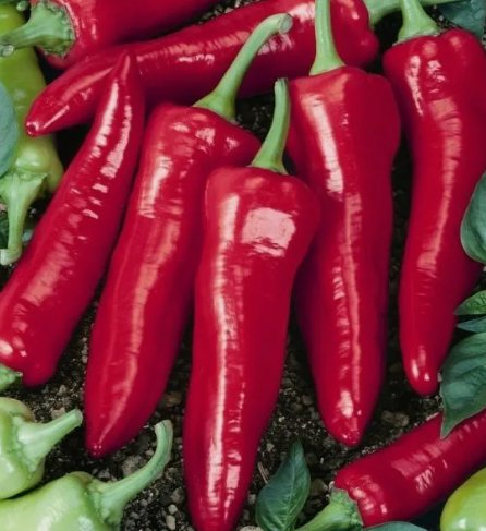 Big Jim Pepper 25 Seeds Vegetable Herb Garden Seed Packs for Sale
