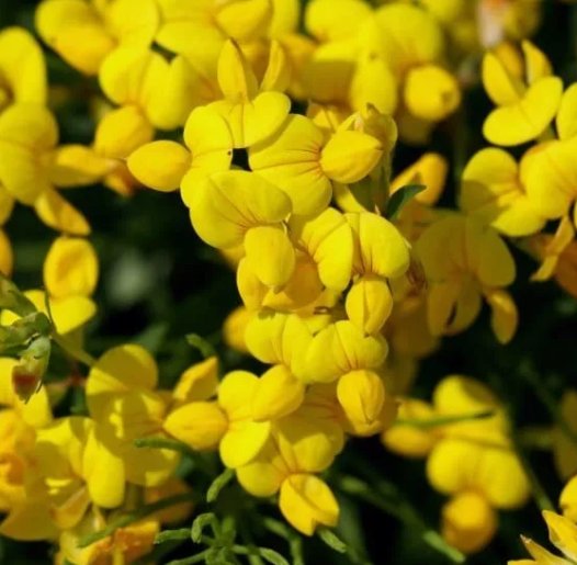 Bird's Foot Trefoil 300 Seeds Vegetable Herb Garden Seed Packs for Sale