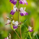 Collinsia Chines Houses Purple White 1000 Seeds Vegetable Herb Garden Seed Packs for Sale