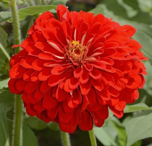 Scarlet Flame Red Zinnia Flower 100 Seeds Vegetable Herb Garden Seed Packs for Sale