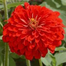 Scarlet Flame Red Zinnia Flower 100 Seeds Vegetable Herb Garden Seed Packs for Sale