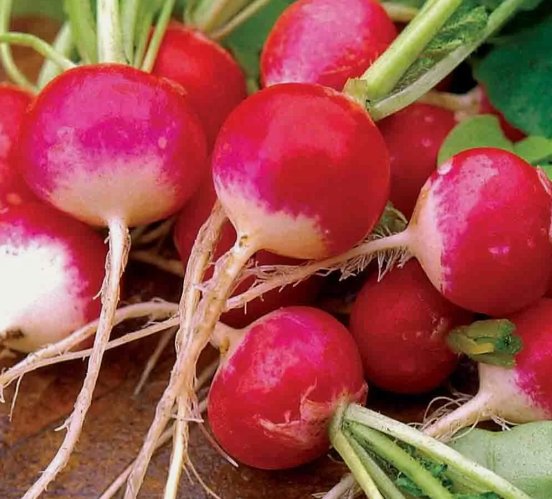 Sparkler Radish 200 Seeds Vegetable Herb Garden Seed Packs for Sale