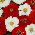 Stop Sign Zinnia Flower 100 Seeds Vegetable Herb Garden Seed Packs for Sale