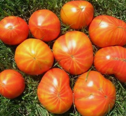 Mr. Stripey Tomato 25 Seeds Vegetable Herb Garden Seed Packs for Sale
