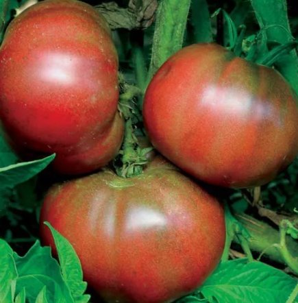 Black From Tula Tomato 50 Seeds Vegetable Herb Garden Seed Packs for Sale