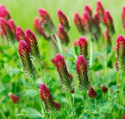 Crimson Clover Red Flower 250 Seeds Vegetable Herb Garden Seed Packs for Sale