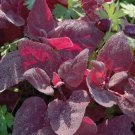 Red Fire Orach French Mountain 100 Seeds Vegetable Herb Garden Seed Packs for Sale