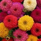 Zinnia Dahlia Mix Flower 150 Seeds Vegetable Herb Garden Seed Packs for Sale