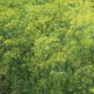 Dill Bouquet Herb Spice Culinary 1000 Seeds Vegetable Herb Garden Seed Packs for Sale