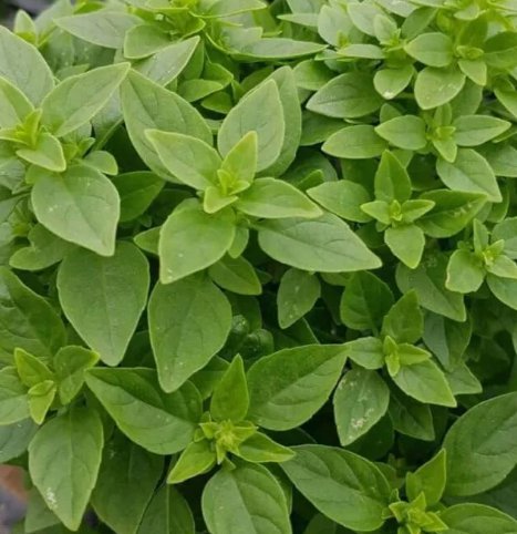 Dwarf Greek Basil 300 Seeds Vegetable Herb Garden Seed Packs for Sale