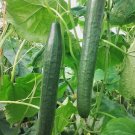 Long Green Improved Cucumber 50 Seeds Vegetable Herb Garden Seed Packs for Sale