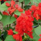 Scarlet Sage Salvia Coccinea 100 Seeds Vegetable Herb Garden Seed Packs for Sale Scarlet Sage Salvia Coccinea 100 Seeds Vegetable Herb Garden Seed Packs for Sale