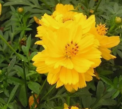 Cosmos Seeds Tall Yellow Sulphur Flower 100 Seeds Vegetable Herb Garden Seed Packs for Sale