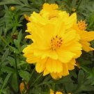 Cosmos Seeds Tall Yellow Sulphur Flower 100 Seeds Vegetable Herb Garden Seed Packs for Sale