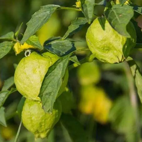 Grande Rio Verde Tomatillo 50 Seeds Vegetable Herb Garden Seed Packs for Sale