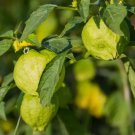 Grande Rio Verde Tomatillo 50 Seeds Vegetable Herb Garden Seed Packs for Sale Grande Rio Verde Tomatillo 50 Seeds Vegetable Herb Garden Seed Packs for Sale