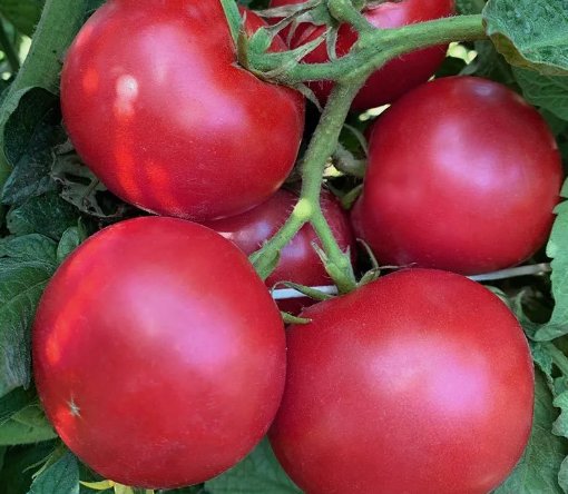 Eva Purple Ball Tomato 50 Seeds Vegetable Herb Garden Seed Packs for Sale