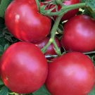 Eva Purple Ball Tomato 50 Seeds Vegetable Herb Garden Seed Packs for Sale