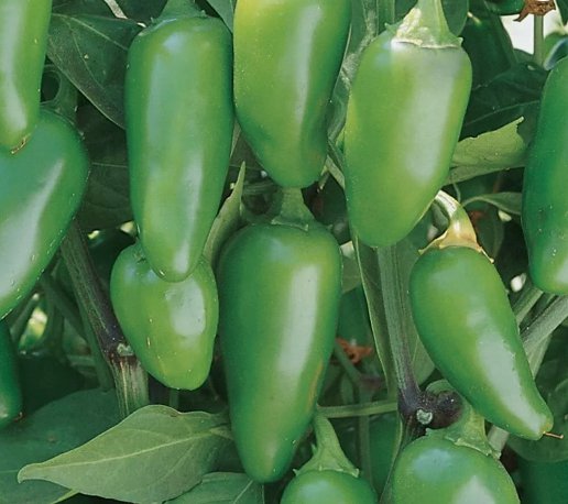 Jalapeno Early Pepper 100 Seeds Vegetable Herb Garden Seed Packs for Sale