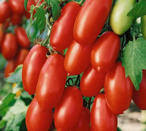 San Marzano Tomato 50 Seeds Vegetable Herb Garden Seed Packs for Sale