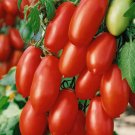 San Marzano Tomato 50 Seeds Vegetable Herb Garden Seed Packs for Sale