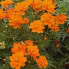 Cosmos Tall Orange Sulphur Flower 100 Seeds Vegetable Herb Garden Seed Packs for Sale
