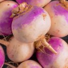 Laurentain Rutabaga Brassica Napus 300 Seeds Vegetable Herb Garden Seed Packs for Sale