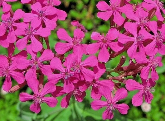 None So Pretty Catchfly Annual Flower 1000 Seeds Vegetable Herb Garden Seed Packs for Sale