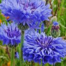 Tall Blue Cornflower Bachelor Button Flower 200 Seeds Vegetable Herb Garden Seed Packs for Sale Tall Blue Cornflower Bachelor Button Flower 200 Seeds Vegetable Herb Garden Seed Packs for Sale