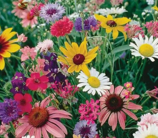 Cutflower Wildflower Mix 200 Seeds Vegetable Herb Garden Seed Packs for Sale