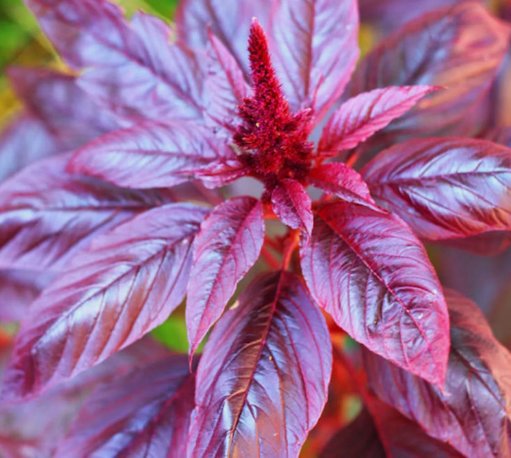 Red Garnet Amaranth Amaranthus Tricolor 1000 Seeds Vegetable Herb Garden Seed Packs for Sale