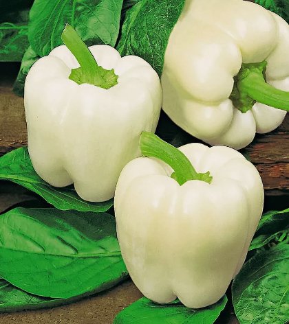 White Bell Sweet Pepper Capsicum Annuum 20 Seeds Vegetable Herb Garden Seed Packs for Sale
