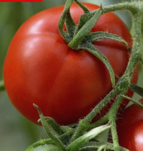 Floridade Tomato 100 Seeds Vegetable Herb Garden Seed Packs for Sale