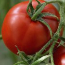 Floridade Tomato 100 Seeds Vegetable Herb Garden Seed Packs for Sale