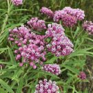 Swamp Milkweed Asclepias Incarnata 30 Seeds Vegetable Herb Garden Seed Packs for Sale