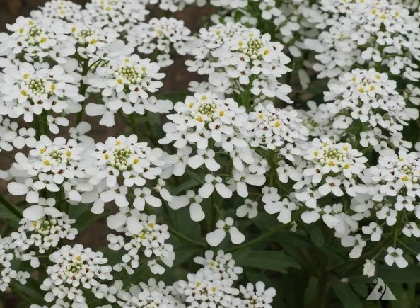 Candytuft Empress Rocket Annual Flower 250 Seeds Vegetable Herb Garden Seed Packs for Sale