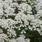 Candytuft Empress Rocket Annual Flower 250 Seeds Vegetable Herb Garden Seed Packs for Sale