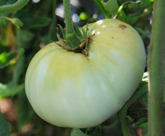 White Wonder Beefsteak Tomato 50 Seeds Vegetable Herb Garden Seed Packs for Sale