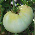 White Wonder Beefsteak Tomato 50 Seeds Vegetable Herb Garden Seed Packs for Sale