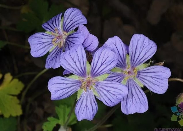 Libani Geranium 25 Seeds for Garden Planting Vegetable Herb Garden Seed Packs for Sale