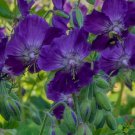 Lily Lovell Geranium 25 Seeds for Garden Planting Vegetable Herb Garden Seed Packs for Sale