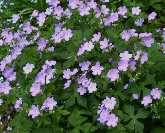 Maculatum Geranium 25 Seeds for Garden Planting Vegetable Herb Garden Seed Packs for Sale