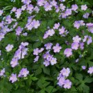Maculatum Geranium 25 Seeds for Garden Planting Vegetable Herb Garden Seed Packs for Sale