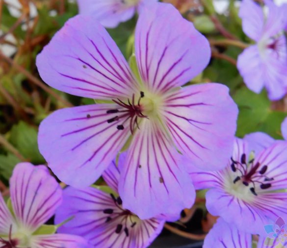 Magical Joy Geranium 25 Seeds for Garden Planting Vegetable Herb Garden Seed Packs for Sale
