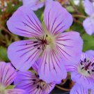 Magical Joy Geranium 25 Seeds for Garden Planting Vegetable Herb Garden Seed Packs for Sale