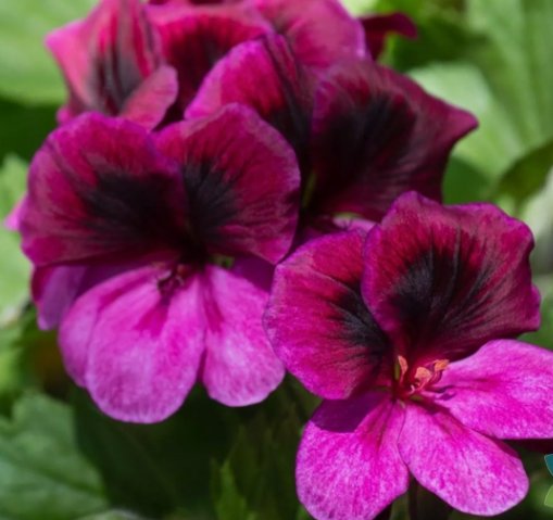 Martha Washington Regal Geranium 25 Seeds for Garden Planting Vegetable Herb Seed Packs for Sale