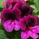Martha Washington Regal Geranium 25 Seeds for Garden Planting Vegetable Herb Seed Packs for Sale