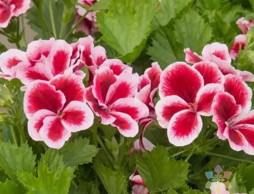 Martha Washington Geranium 25 Seeds for Garden Planting Vegetable Herb Seed Packs for Sale
